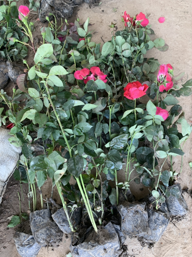 带杯红帽月季花路边绿化苗地栽丰花月季四季常青工程用苗