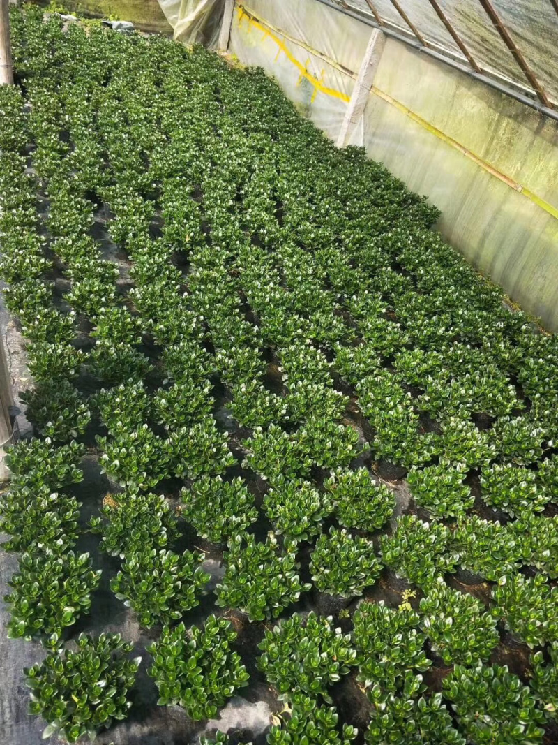 金鱼草60装4.5元一盆3件起批