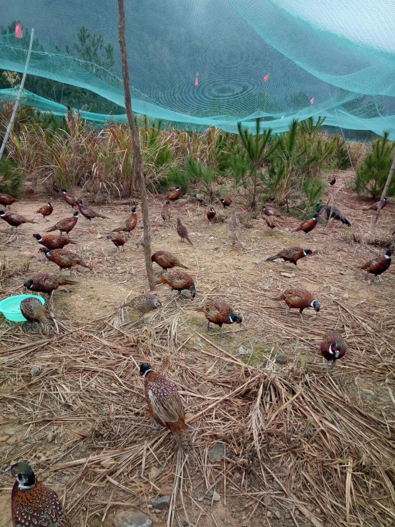 七彩山鸡苗野鸡苗包成活包防疫量大从优