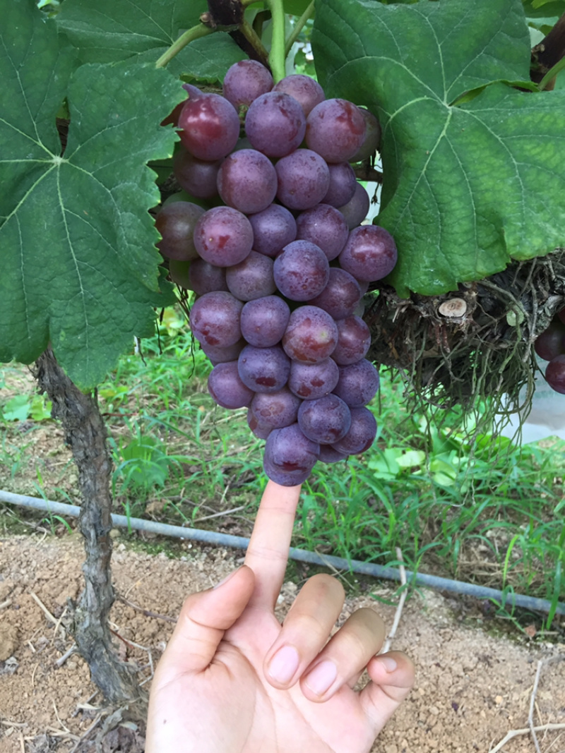 夏黑葡萄