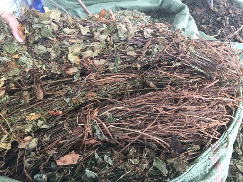 鱼腥草、折耳根！无硫磺熏天然植物中草药原草