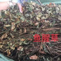 鱼腥草、折耳根！无硫磺熏天然植物中草药原草