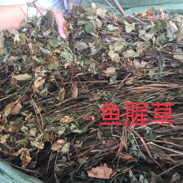 鱼腥草、折耳根！无硫磺熏天然植物中草药原草