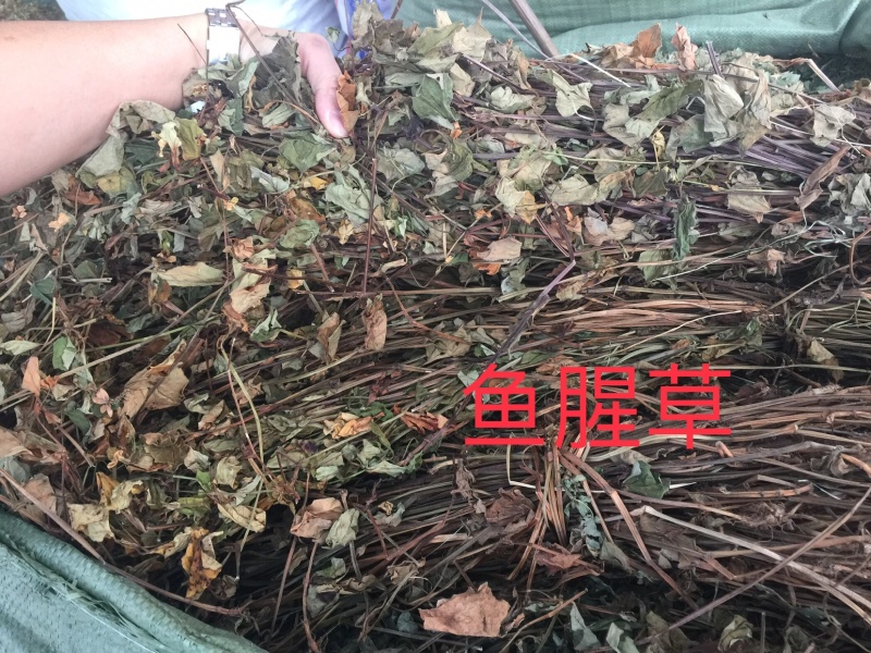 鱼腥草、折耳根！无硫磺熏天然植物中草药原草