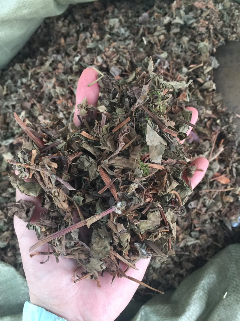 鱼腥草、折耳根！无硫磺熏天然植物中草药原草