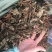 鱼腥草、折耳根！无硫磺熏天然植物中草药原草