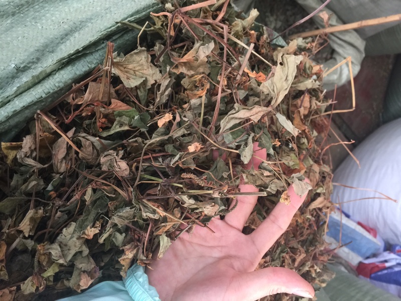 鱼腥草、折耳根！无硫磺熏天然植物中草药原草