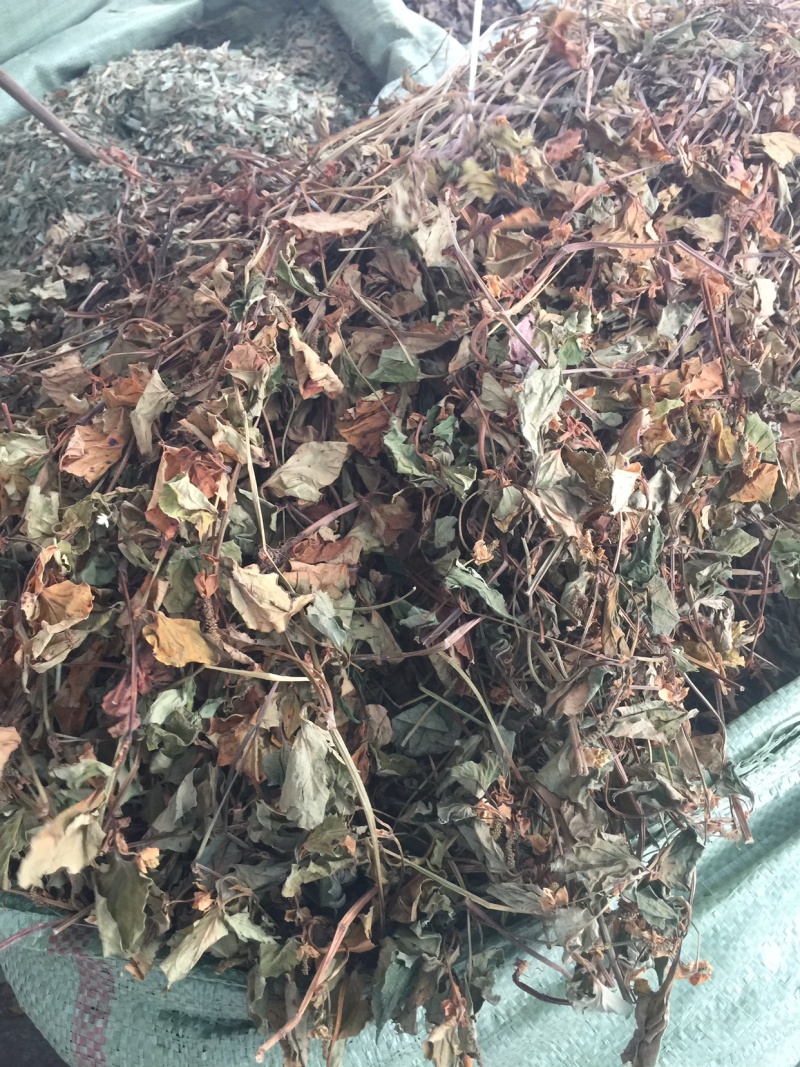 鱼腥草、折耳根！无硫磺熏天然植物中草药原草