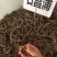 石昌蒲野生