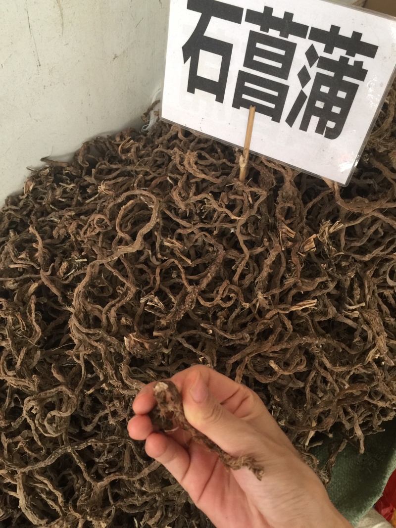 石昌蒲野生