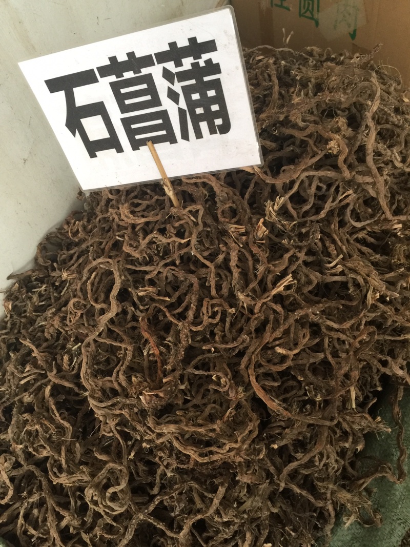 石昌蒲野生