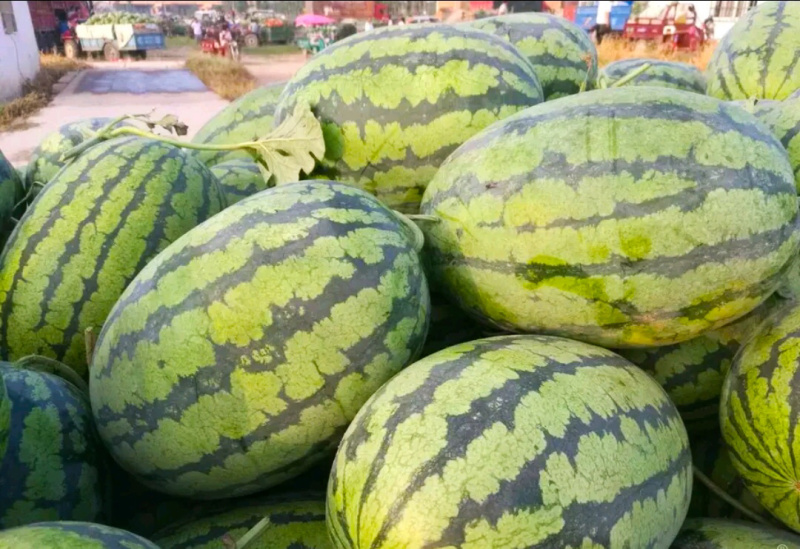 沙地冠龙西瓜花长瓜大量上市！诚信经营，保质保量！