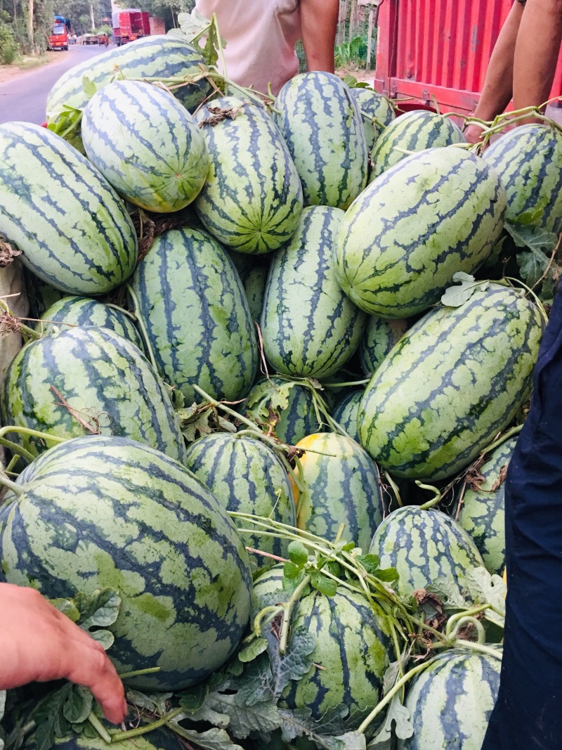 沙地冠龙西瓜花长瓜大量上市！诚信经营，保质保量！