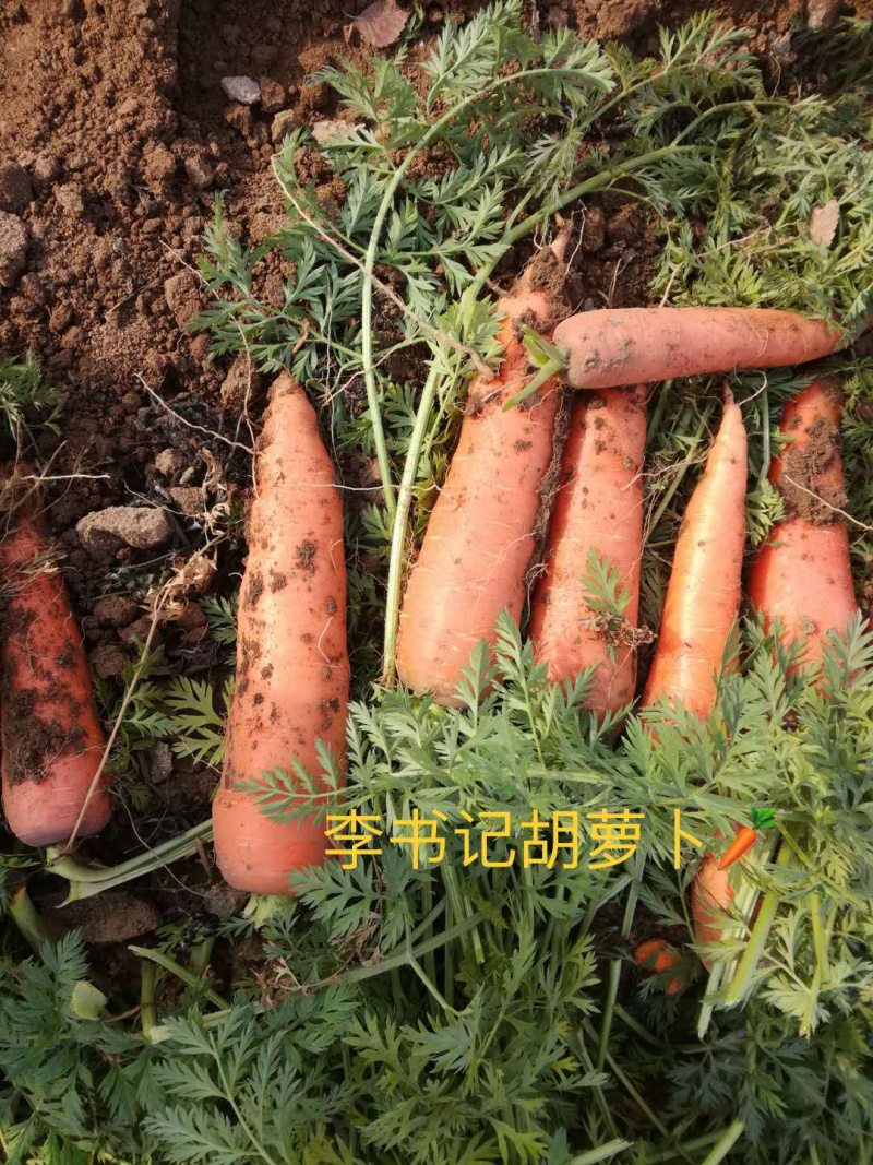 胡萝卜产地直销2两以上10厘米左右橙