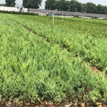 沙地柏沙地柏沙地柏沙地柏沙地柏沙地柏沙地柏