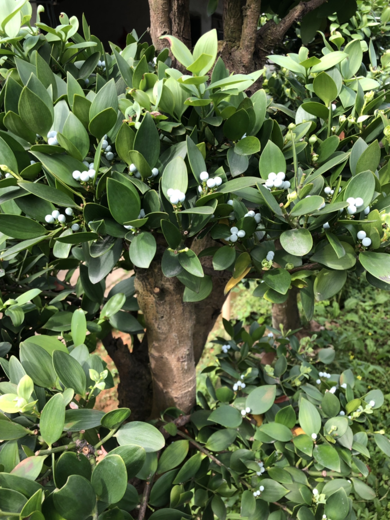圆叶竹柏嫁接盆景花园绿化景观