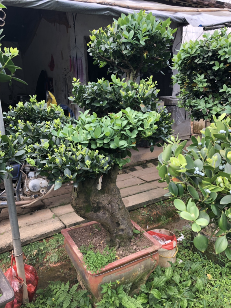 圆叶竹柏嫁接盆景花园绿化景观