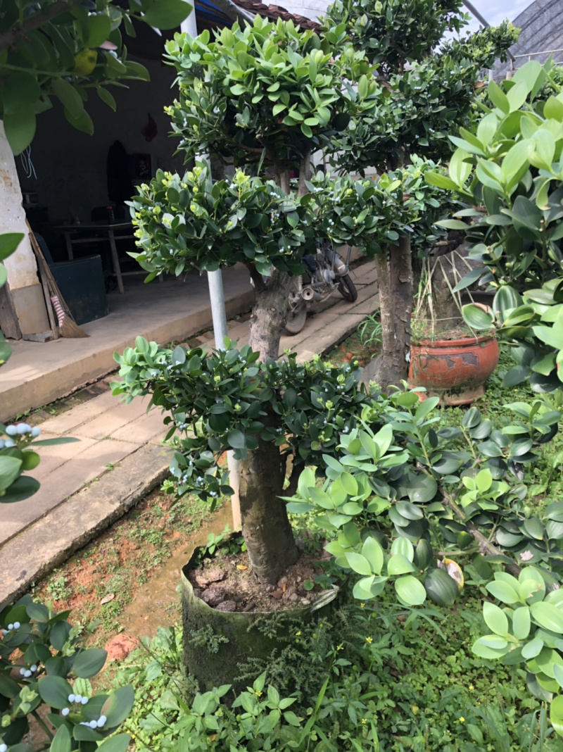 圆叶竹柏嫁接盆景花园绿化景观