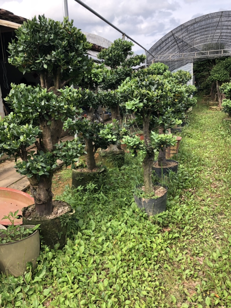 圆叶竹柏嫁接盆景花园绿化景观