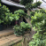 圆叶竹柏嫁接盆景花园绿化景观