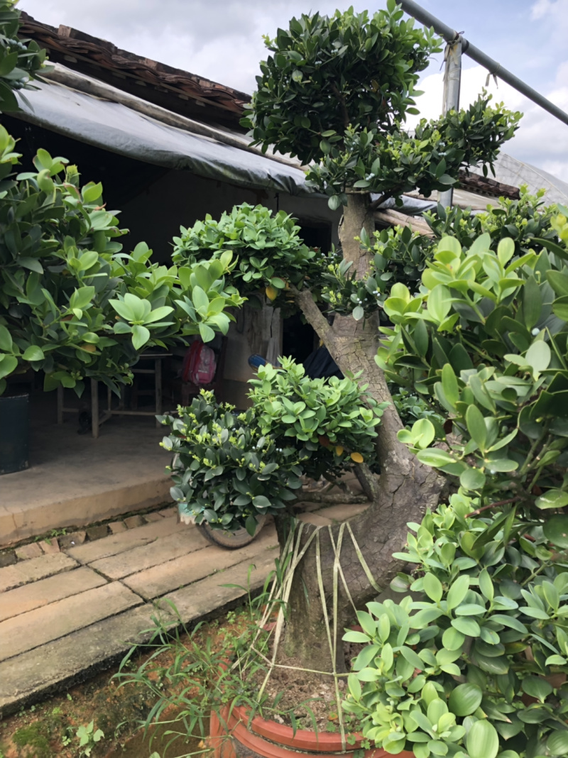 圆叶竹柏嫁接盆景花园绿化景观