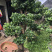 圆叶竹柏嫁接盆景花园绿化景观