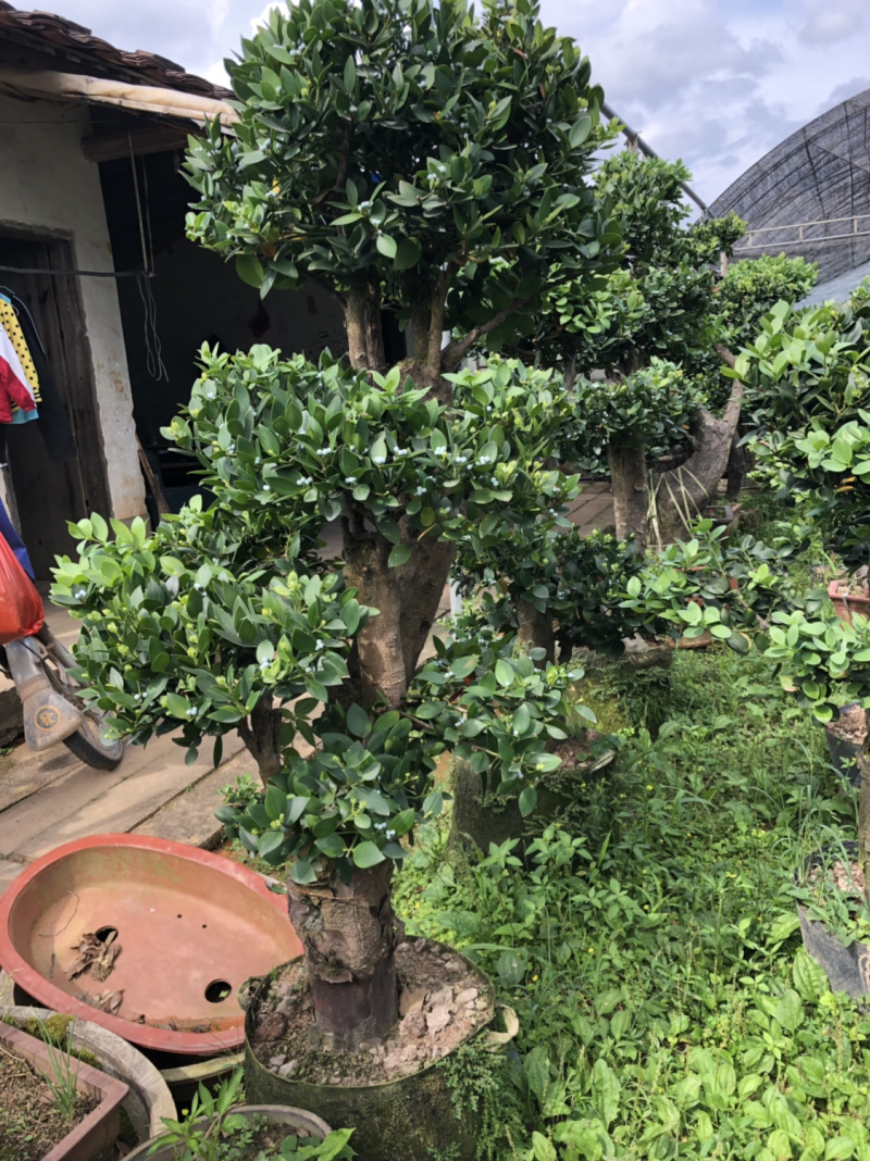 圆叶竹柏嫁接盆景花园绿化景观