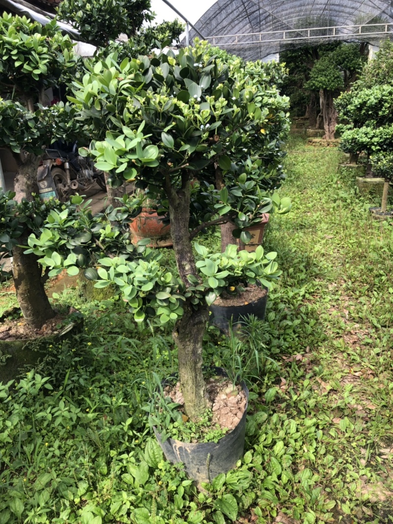圆叶竹柏嫁接盆景花园绿化景观