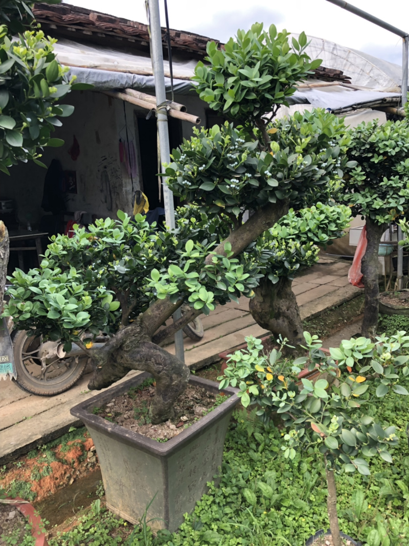 圆叶竹柏嫁接盆景花园绿化景观