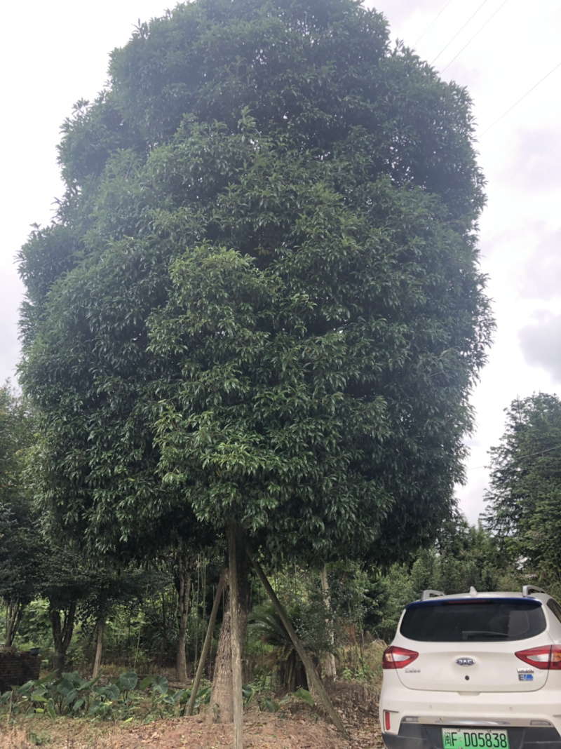 桂花年桂金桂四季桂状元红丹桂八月桂