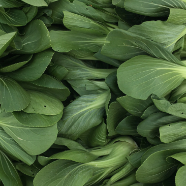 油菜