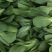 油菜