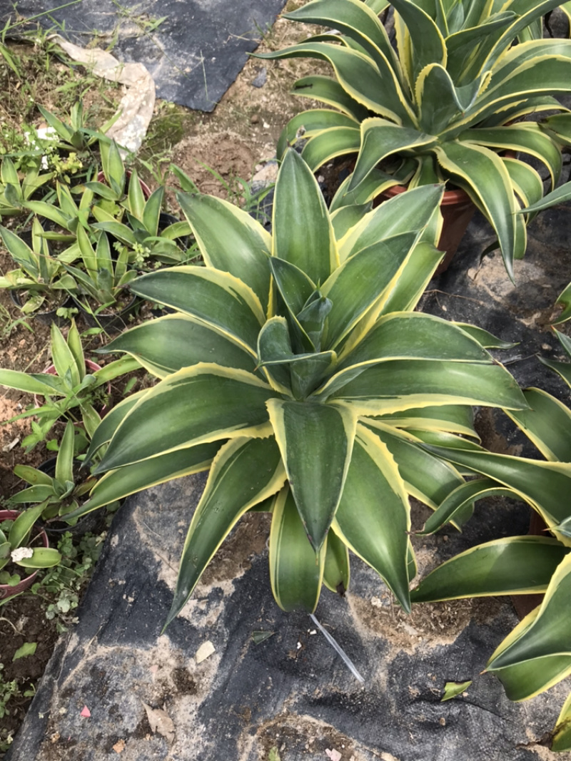 龙舌兰