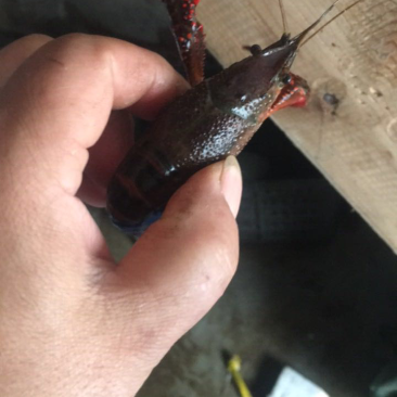 小龙虾销售批发兴化本地小龙虾