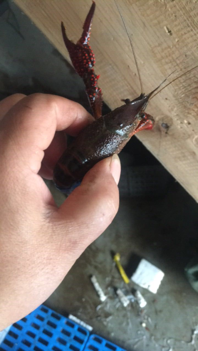 小龙虾销售批发兴化本地小龙虾