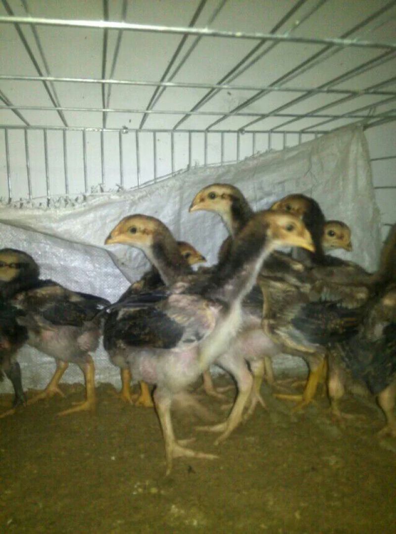 斗鸡苗1斤以下
