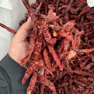 进口印度线椒二荆条辣椒