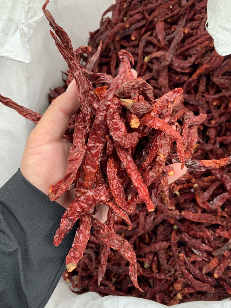 进口印度线椒二荆条辣椒