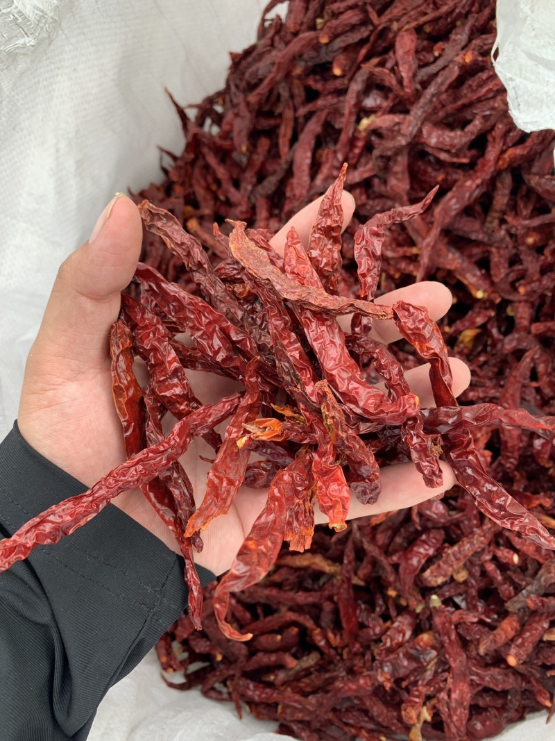 进口印度线椒二荆条辣椒