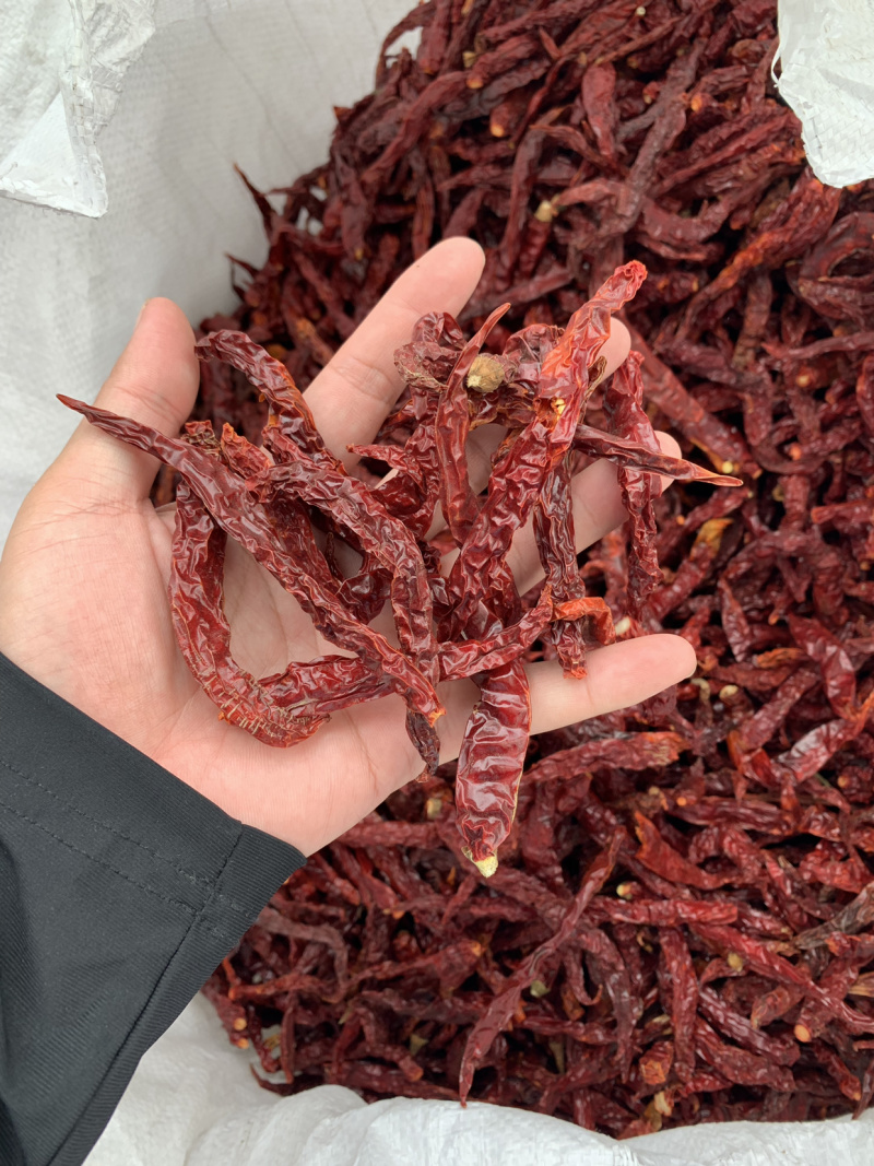 进口印度线椒二荆条辣椒