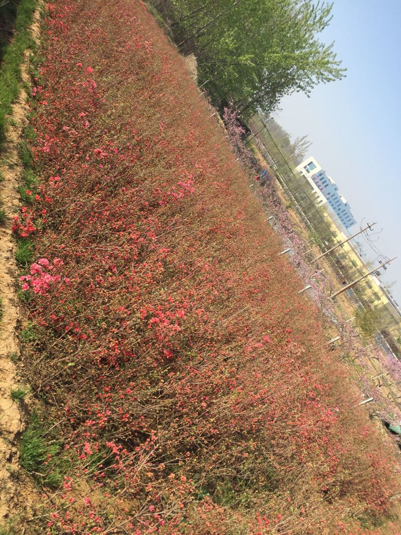 杜鹃苗