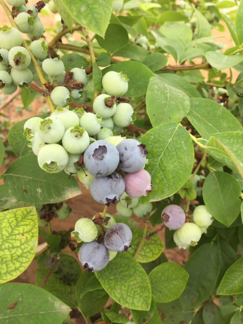 蓝莓鲜果大量上市，