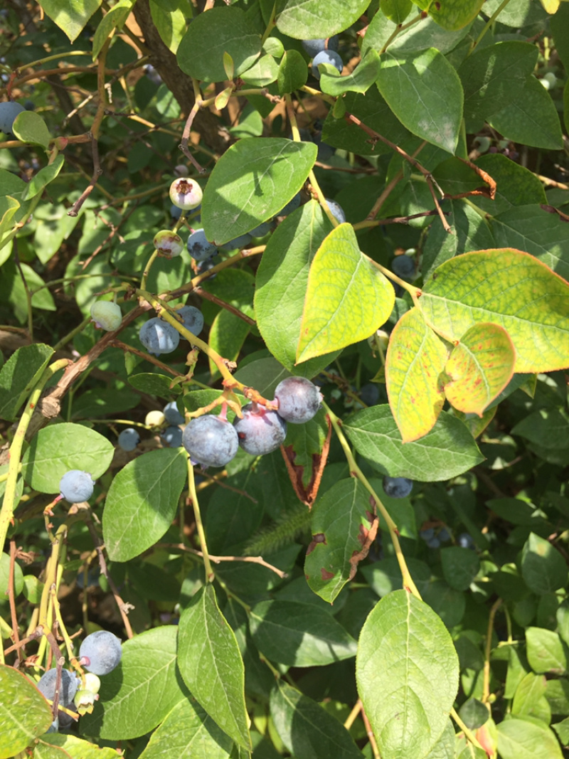 蓝莓鲜果大量上市，