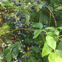 蓝莓鲜果大量上市，