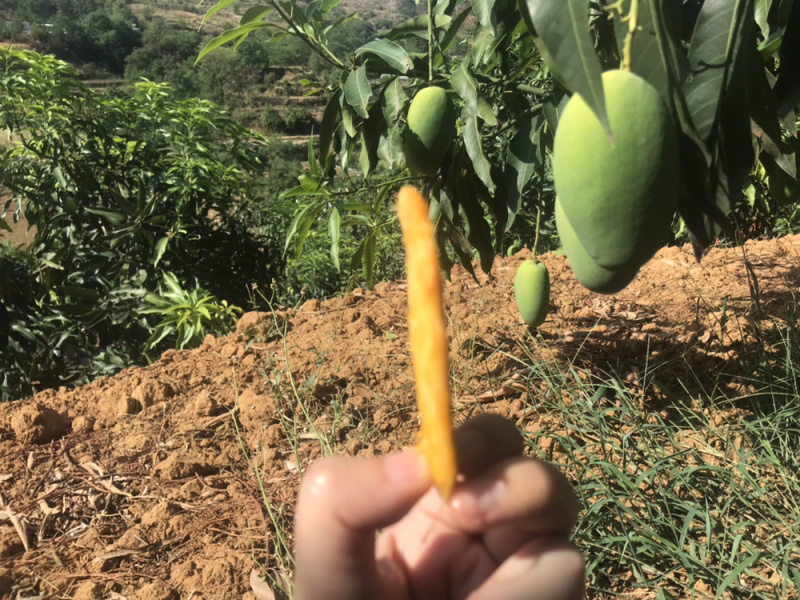 攀枝花本地耶香支持一件代发，欢迎各大电商前来洽谈