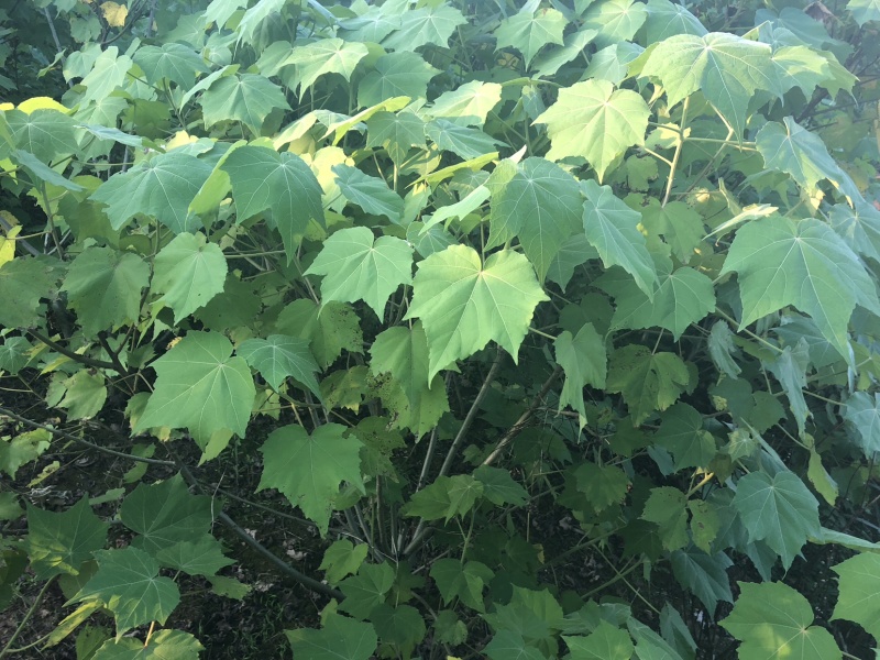 木芙蓉🌺木芙蓉🌺自销自销客户至上↑↑↑↑↑