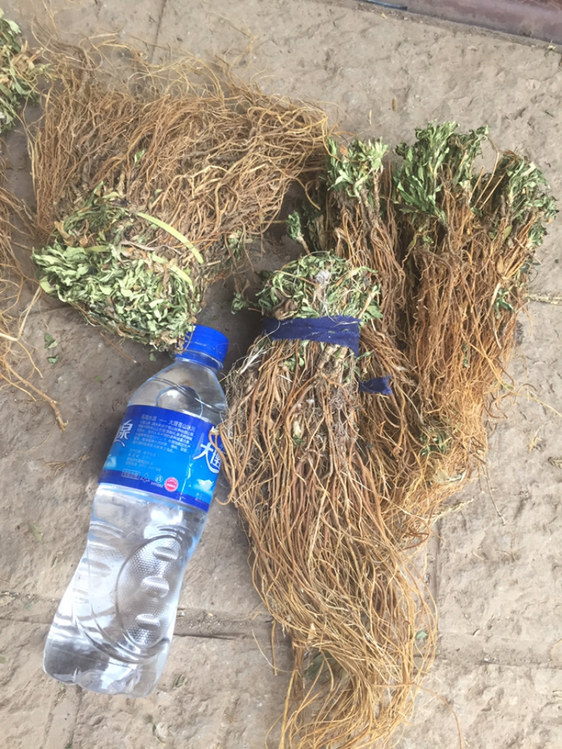 龙胆草龙胆草龙胆草草