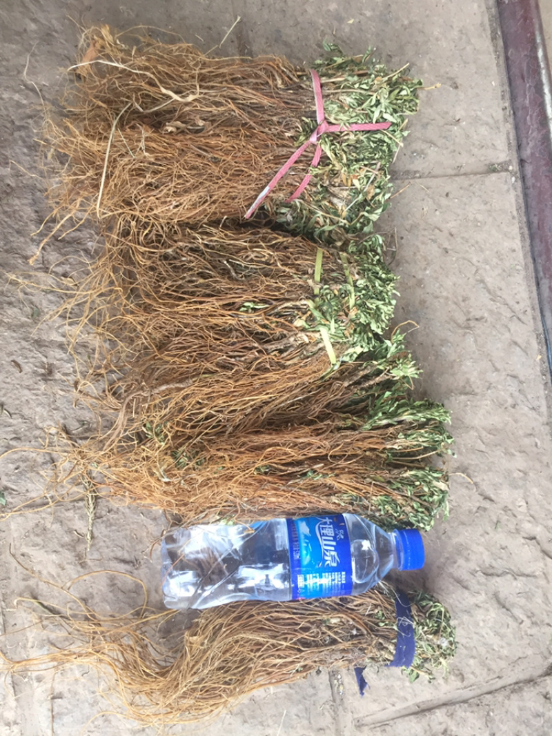 龙胆草龙胆草龙胆草草
