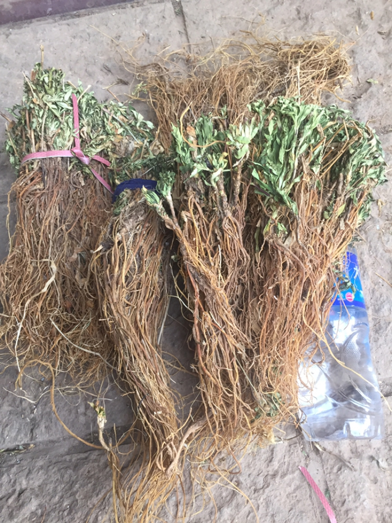 龙胆草龙胆草龙胆草草