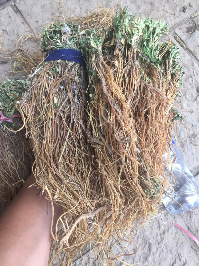 龙胆草龙胆草龙胆草草